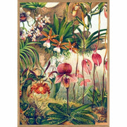 Affiche Orchids - French Blossom