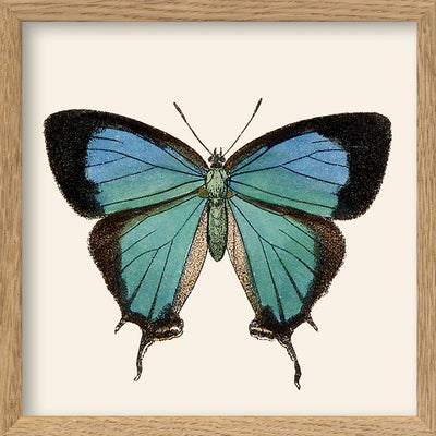 Blue Butterfly 15x15 - The Dybdahl