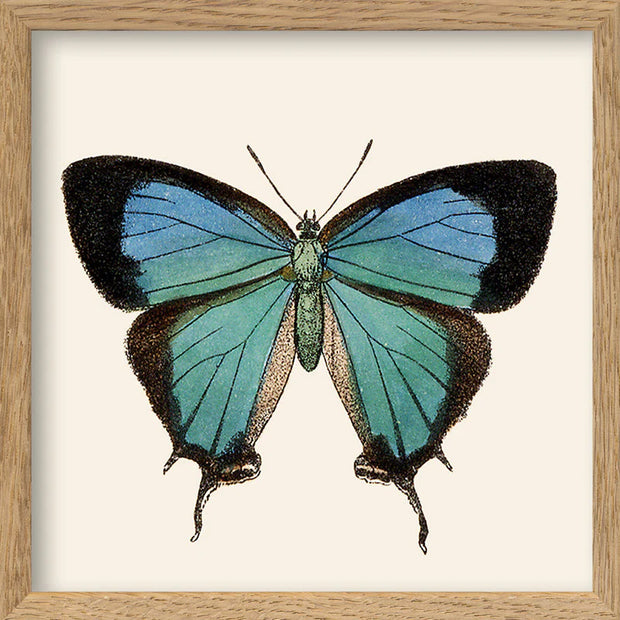 Blue Butterfly 15x15 - The Dybdahl