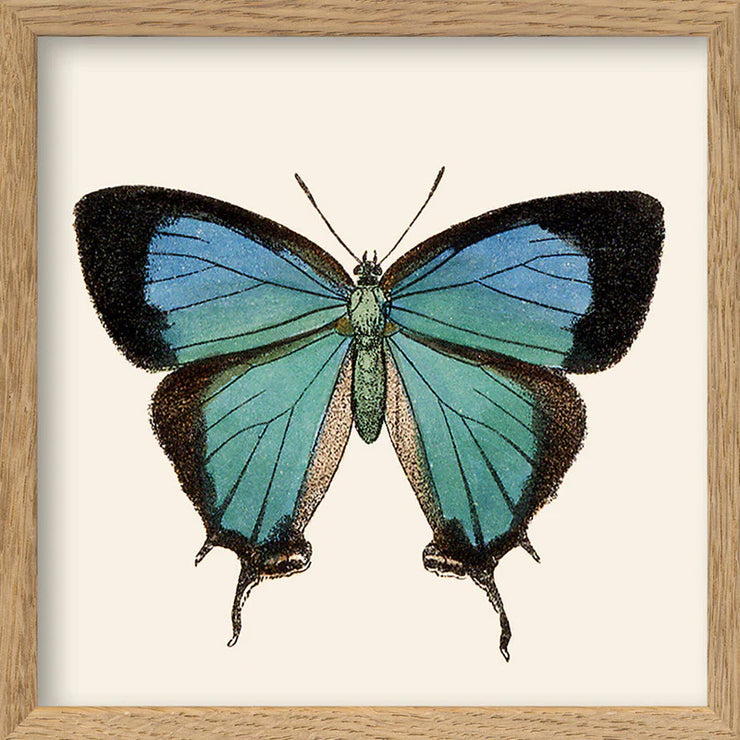 Blue Butterfly 15x15 - The Dybdahl