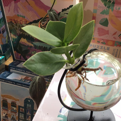 Plante Clusia Globe