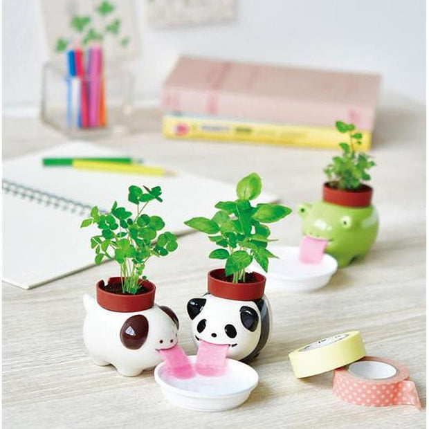Peropon Panda - Basilic - Noted