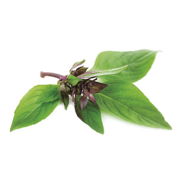 Basilic Thaï - Piccolo Seeds