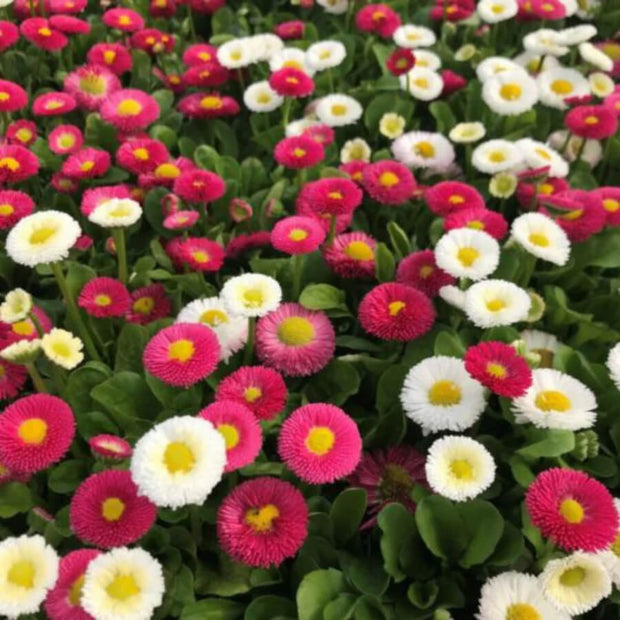 Pâquerettes Anglaises Pamponette Mix - Piccolo Seeds