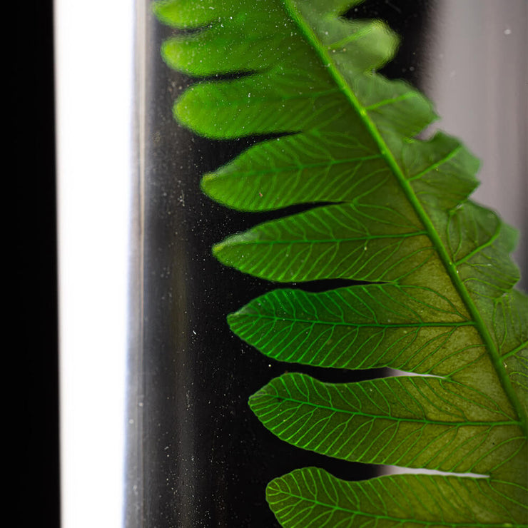 L'Herbarium Argyrea - Plante Immergée H17 - Theophile Berthon