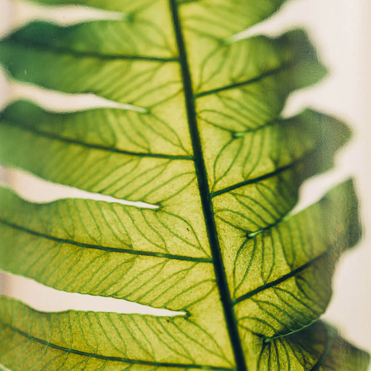 L'Herbarium Argyrea - Plante Immergée H17 - Theophile Berthon