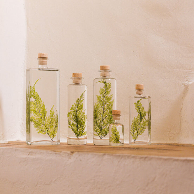 L'Herbarium Fougère Tabalia - Plante Immergée H12 - Theophile Berthon