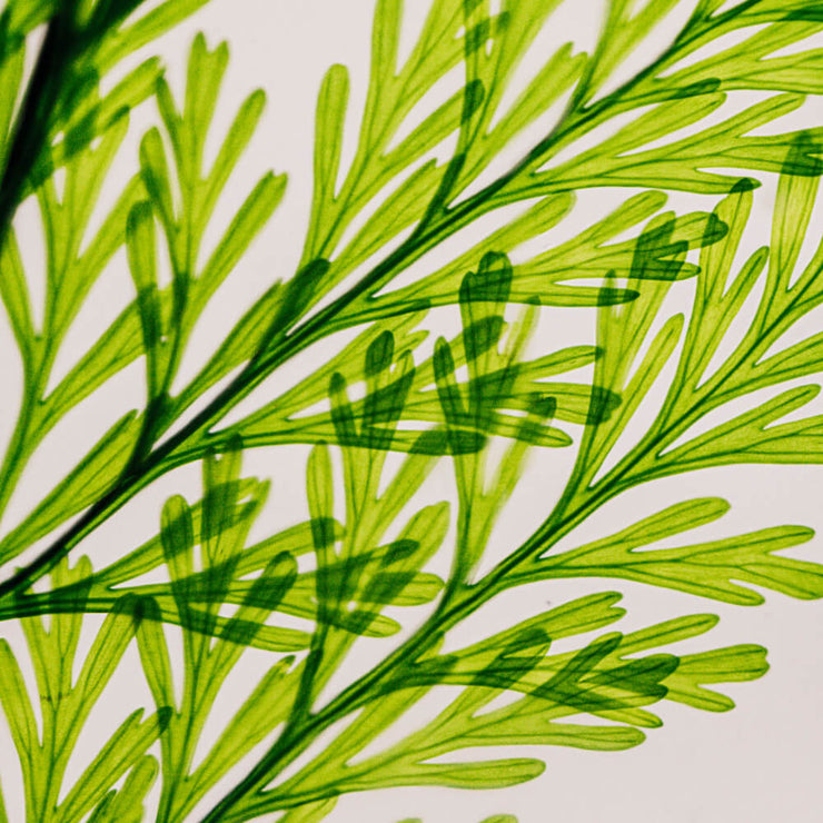 L'Herbarium Fougère Tabalia - Plante Immergée H12 - Theophile Berthon