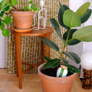Olla - Rayée Vert et Blanc - Pépin