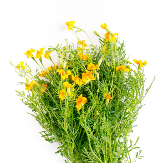 Œillets d'Inde Starfire Mix - Piccolo Seeds