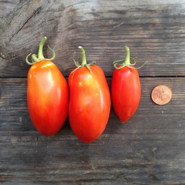 Tomates San Marzano Nano - Piccolo Seeds