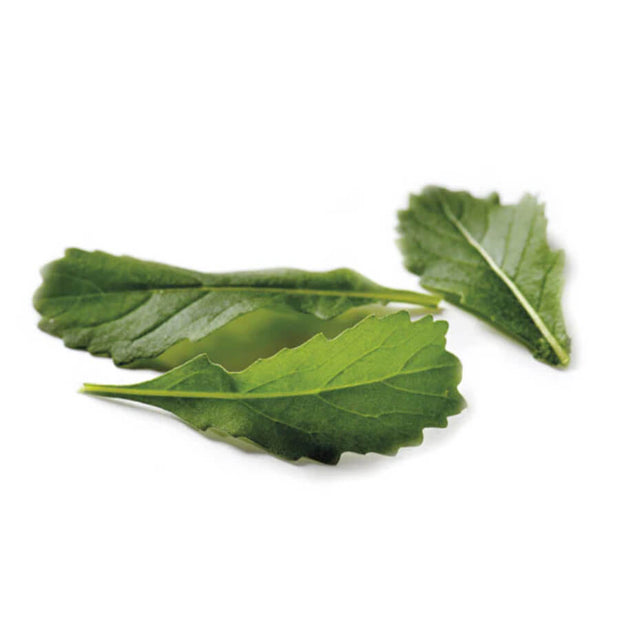 Roquette Sauvage Wildfire/Wasabi - Piccolo Seeds