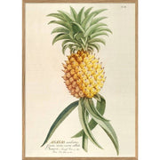 Affiche ananas - The Dybdahl Co