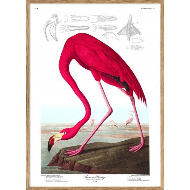 Affiche-flamant-rose-the-dybdahl