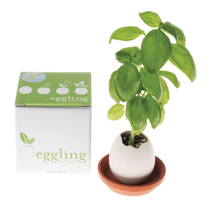 Eggling basilic à faire pousser soi-même - Noted