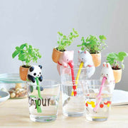 Plante Chuppon - Fraises Sauvages