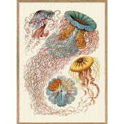 Plongez dans l'univers fascinant des fonds marins avec cette affiche scientifique de méduse en format 50x70 