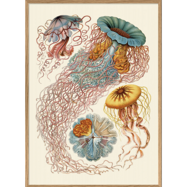 Plongez dans l'univers fascinant des fonds marins avec cette affiche scientifique de méduse en format 50x70 