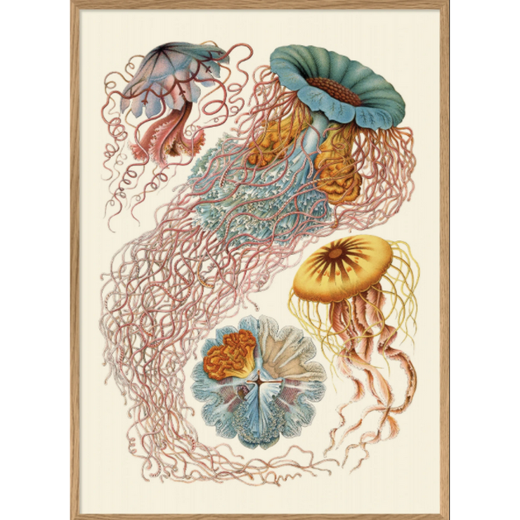 Plongez dans l'univers fascinant des fonds marins avec cette affiche scientifique de méduse en format 50x70 