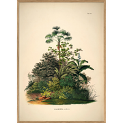 Ajouter une touche de verdure et de design à votre intérieur avec cette affiche Mauritia Aculeata en format 50x70cm imaginée par la marque The Dybdahl Co