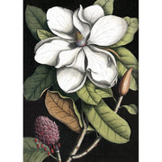 Affiche Black Magnolia A2 - The Dybdahl Co