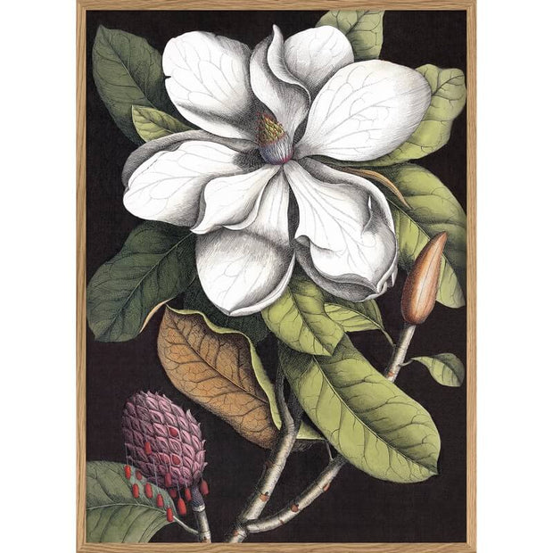 affiche-botanique-magnolia-the-dybdahl