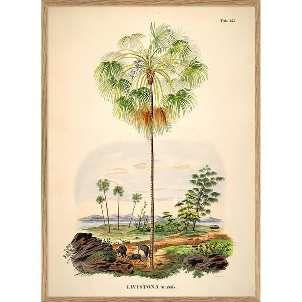 affiche-botanique-palmier-the-dybdhal-A2