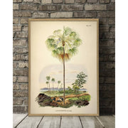 affiche-palmier-the-dybdahl-50x70cm