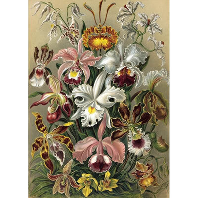 Affiche Cypripedium A1 - The Dybdahl Co