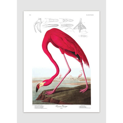 Affiche Flamant Rose A1 - The Dybdahl Co