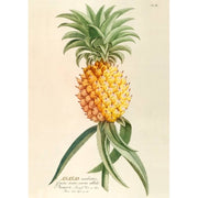 Affiche Ananas Aculeatus A1 - The Dybdahl Co
