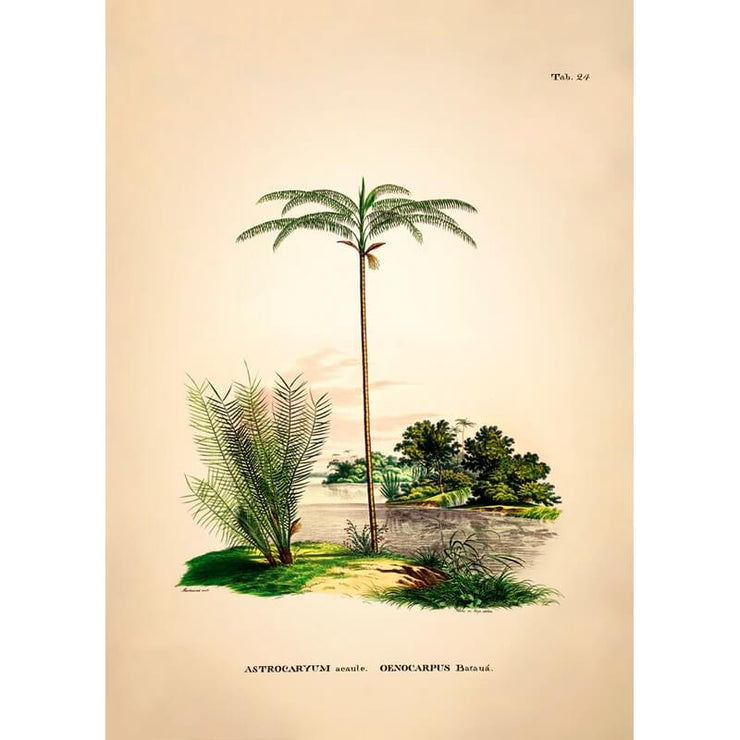 Affiche Astrocaryum Acaule Oenocarpus A1 - The Dybdahl Co