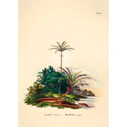 Affiche Palmier Elaeis A2 - The Dybdahl Co