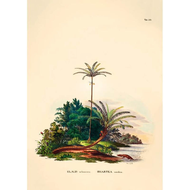 Affiche Palmier Elaeis A2 - The Dybdahl Co
