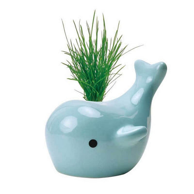 Plante Baleine "Happy Whale" Bleu - Noted