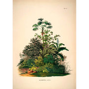 Affiche Mauritia Aculeata A2 - The Dybdahl Co
