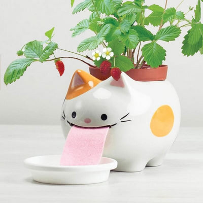 noted - papa peropon le chat - fraises a planter