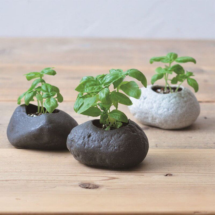 Basilic à faire pousser Plant Rock - Noted