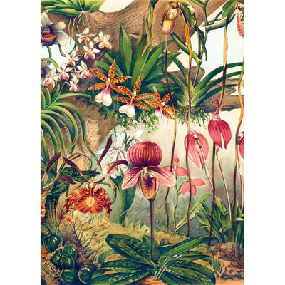 Affiche Orchids A1 - The Dybdahl Co